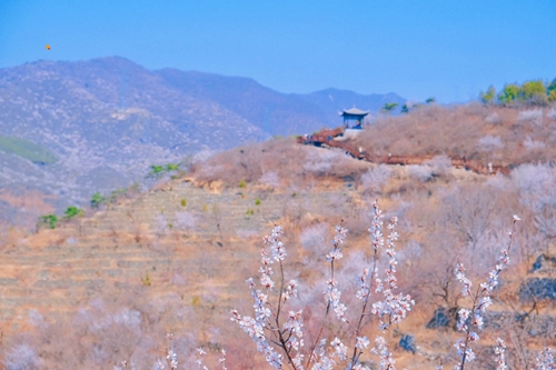 网红打卡西峪村-徒步桃花栈道赏漫山桃花(图11)